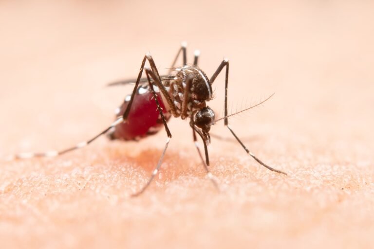 Sobe o número de mortos por dengue em SP em 2024
