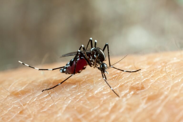 São registradas 31 mortes por dengue e mais de 138 mil casos da doença no Estado de SP