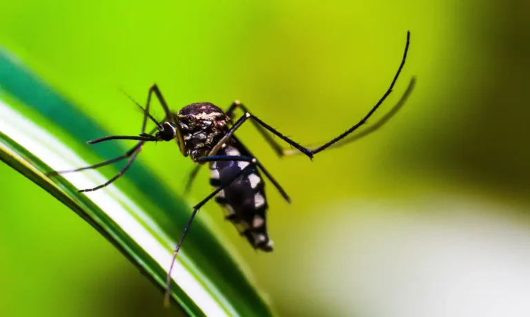 Número de casos de dengue no Brasil se aproxima dos 6 milhões, com 4 mil óbitos