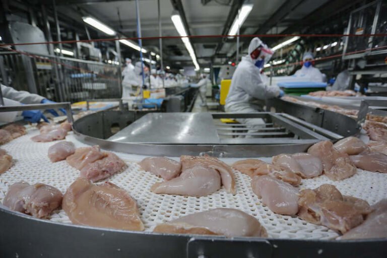 Paraná lidera mercado de frangos no 3º trimestre; cresce a produção de leite, ovos e suínos Paraná lidera mercado de frangos no 3º trimestre; cresce a produção de leite, ovos e suínos