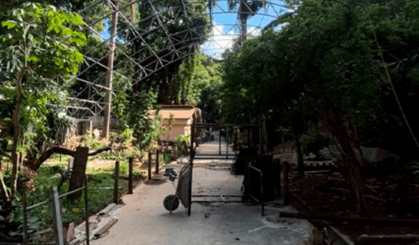 Zoológico de Salvador acelera reformas e se prepara para reabertura em maio Zoológico de Salvador acelera reformas e se prepara para reabertura em maio