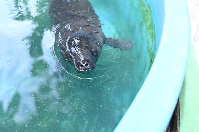 Ipaam transporta filhote de peixe-boi resgatado em Urucará para acolhimento no Inpa Ipaam transporta filhote de peixe-boi resgatado em Urucará para acolhimento no Inpa